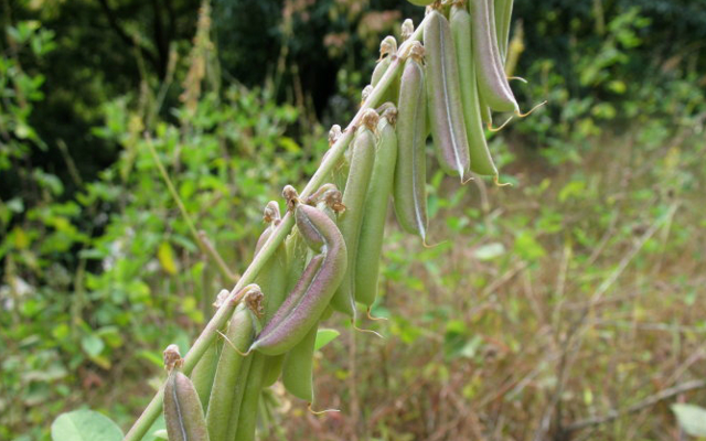 猪屎豆|路旁成片无人识，还常被荒废，殊不知果实36元一斤，认识吗