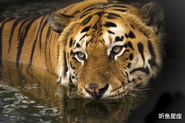 #生肖#2020年正财来到，4生肖财运滚滚，身价暴涨