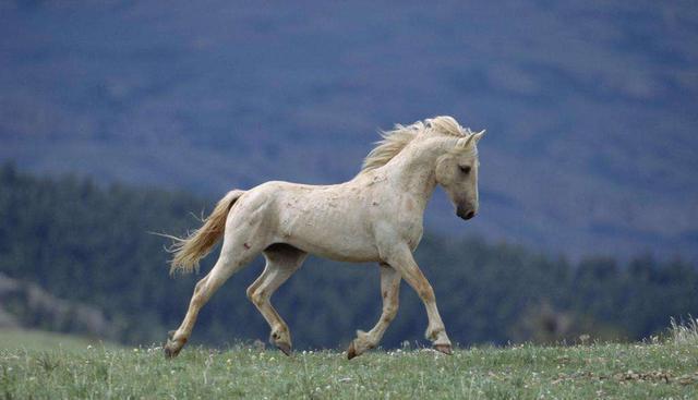「生肖」马人，“难遇”的大喜涌来，三喜缠身，不管多忙先接再说