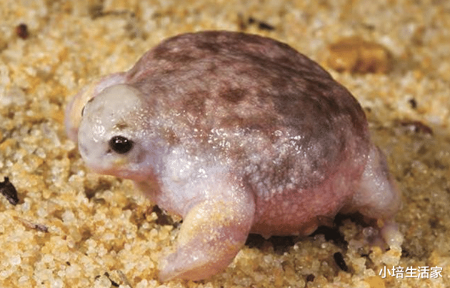 []看起来不同寻常的“诡异”生物，请问是魔法世界来的吗？