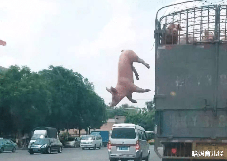 生猪价格■猪价“逆天回升”，18省猪价增长，“航天猪”要回来？结果来了！