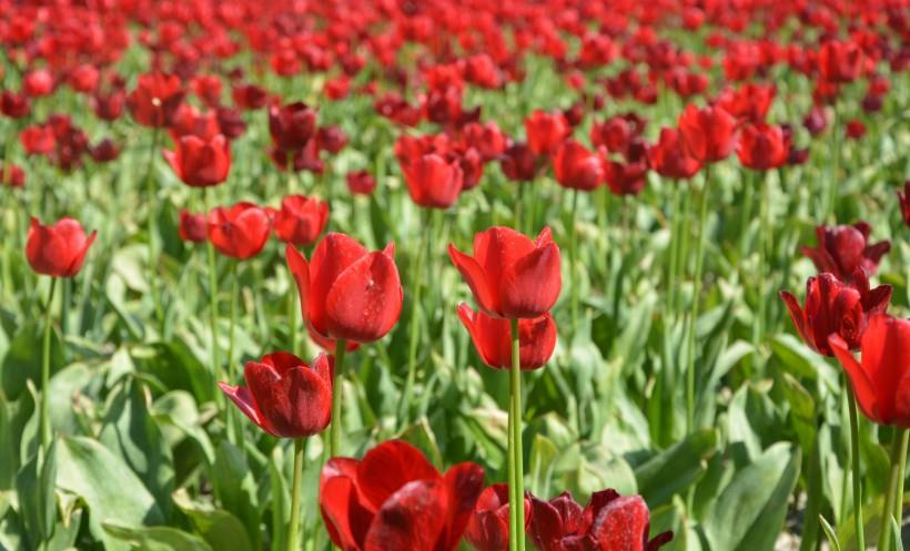 |下个月内，月老相助，异性缘最旺，与真爱一见钟情的四大生肖！