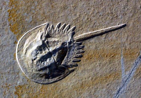 濒危物种|它来自4亿年前,为人类作出了巨大贡献,如今却成了濒危物种