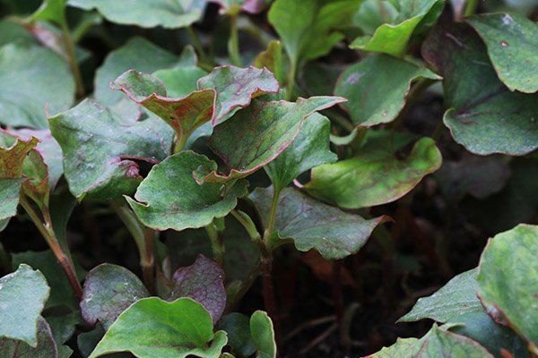 #过敏#吃鱼腥草的危害