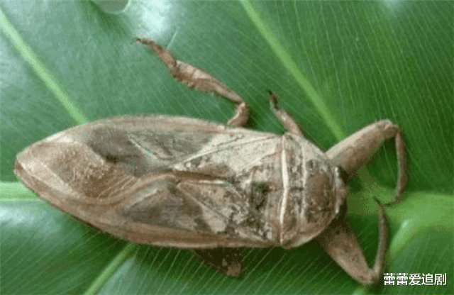 『』现实中竟然真有“尸蟞”？甚至活跃在全国各地，被咬伤无法复原！