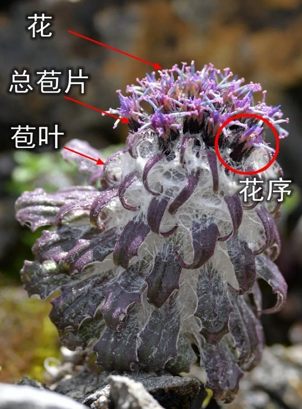 刘宇宁|刘宇宁摘水母雪兔子一事反转，众求节目组道歉，了解一株多少钱懵了