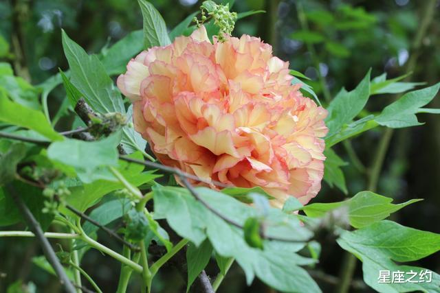 狮子座|在8月上旬,一骑绝尘,望尘莫及,钦佩不已的三大星座