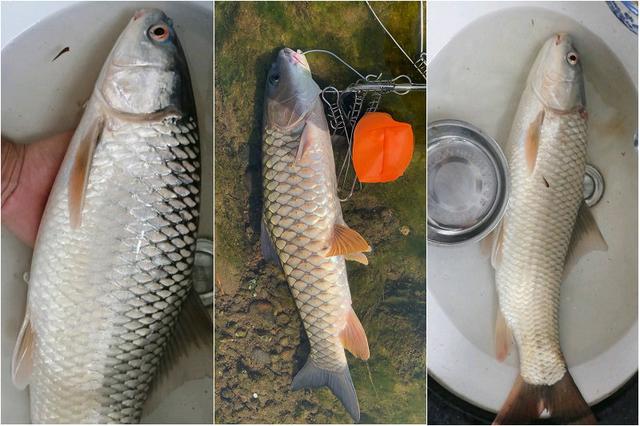 通城■军鱼？株洲钓鱼人，湘江遭遇“红眼鱼群”，非常像军鱼