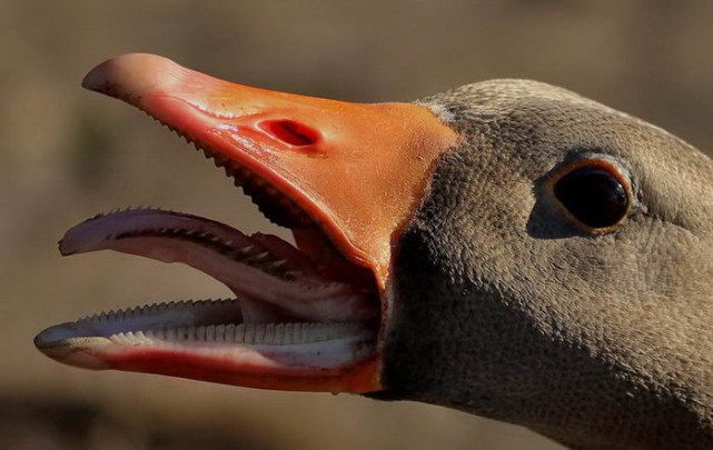 |19张近景特写,记录不同的动物,这也许是我们从见过的另一方面。