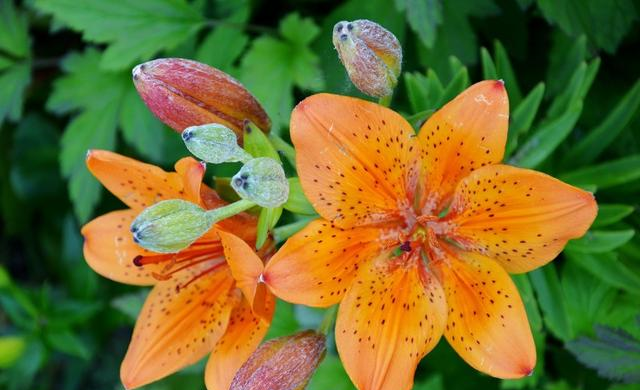 生肖|10月好运连连，存款多多，一天比一天开心的四大生肖