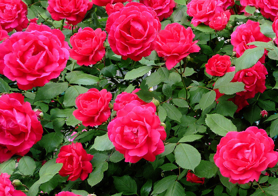 「运势」6月中旬,时来运转,横财不断,4属相福泽不浅,迎来无限福报