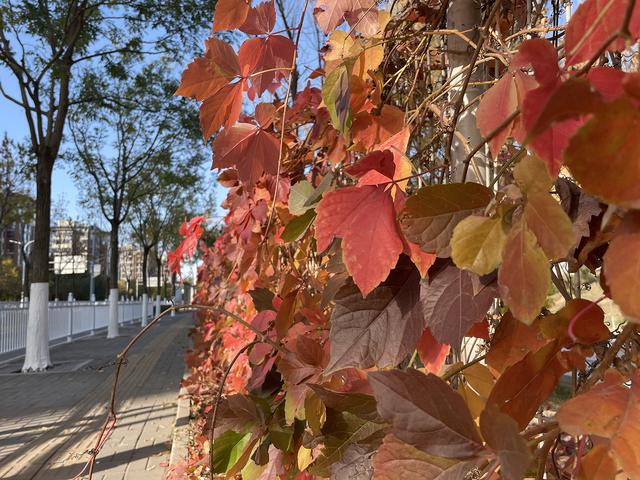 iphone12|iPhone 12 Pro镜头下的秋色：艳丽起来也很了不得