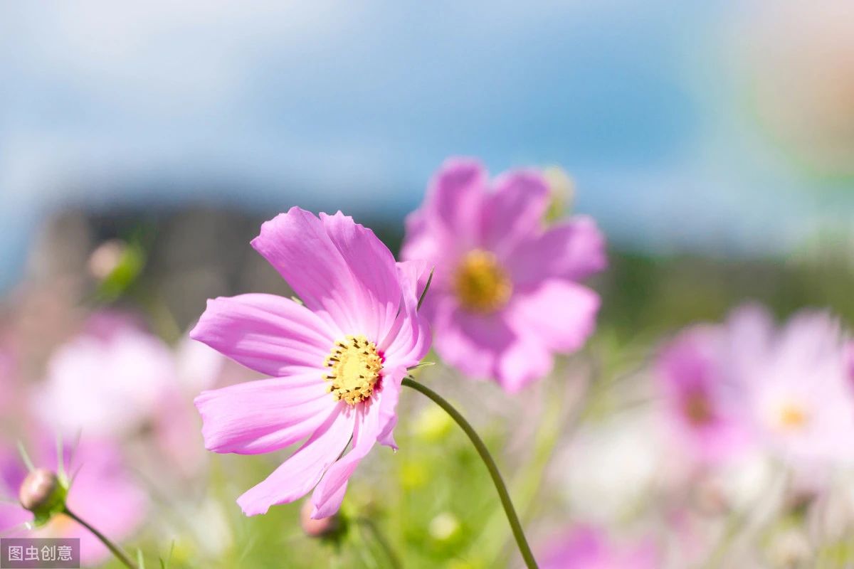 天秤座：未来十五日，姻缘不散，前情重燃，千帆过尽，心里仍然全是你