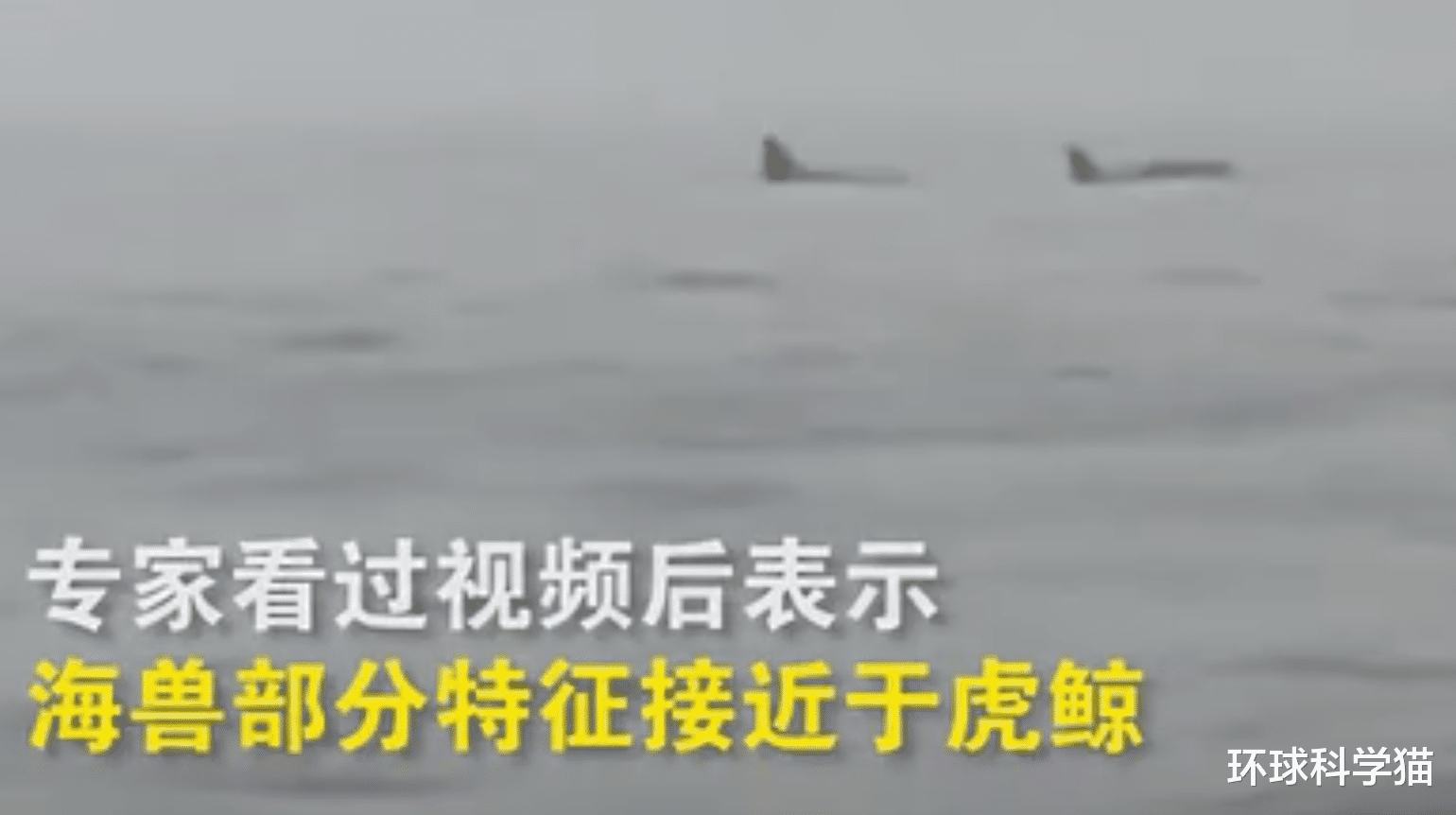 虎鲸|有5头之多！8月辽宁海域出现成群“海兽”，到底是什么？