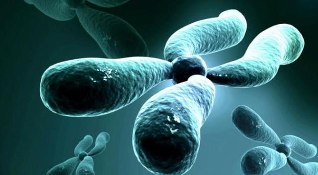 染色体|人类进化时丢失了一对染色体，难道人类是被“改造”了？至今成谜