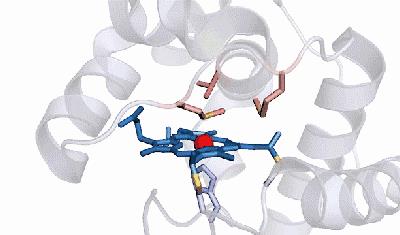 『蛋白质』人类体温为何是37℃,而不是27℃或者47℃?