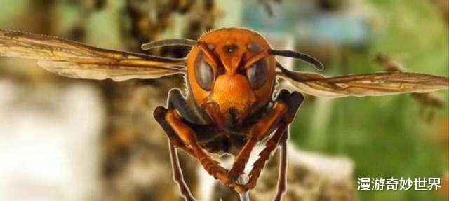 美国@疫情还没结束，杀人蜂又入侵美国，或将成为新的灾难！