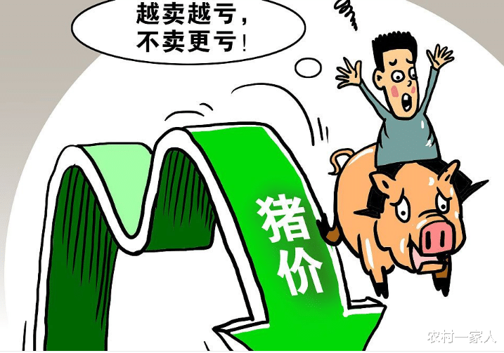 生猪价格 17省下跌!猪价行情“遇冷”,要涨不动了?养猪人:太难了