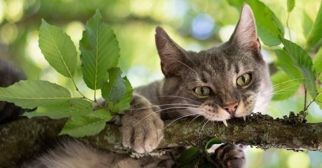 黄鼠狼|猫能打过黄鼠狼吗？为什么？