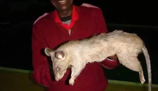 帝王蟹@世界上最恐怖的变异生物:第一张就让我跪了!