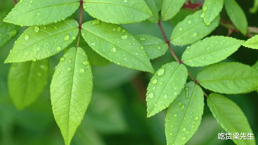 【属狗】5月与旧爱重逢，重修旧好，两人冰释前嫌，破镜重圆的四大生肖