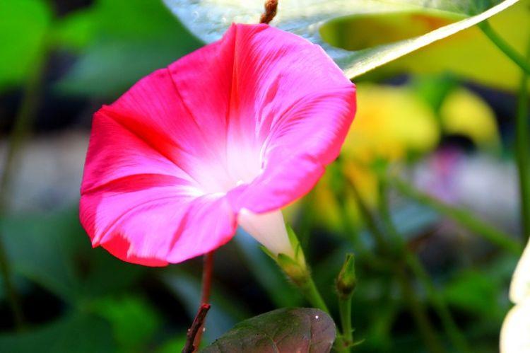 生肖|本月中旬开始,好运爆棚,职场很得意,数钱数到手抽筋的四大生肖