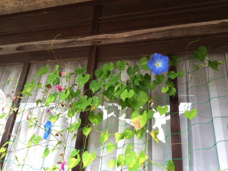 【生肖】7月份内，桃花翻飞，再遇前缘，能够和前任旧情复燃的四大生肖