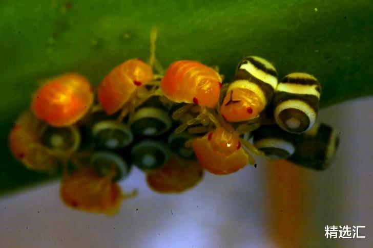 鸸鹋▲10种动物所产的蛋或卵：形状各异，神奇与怪异并存