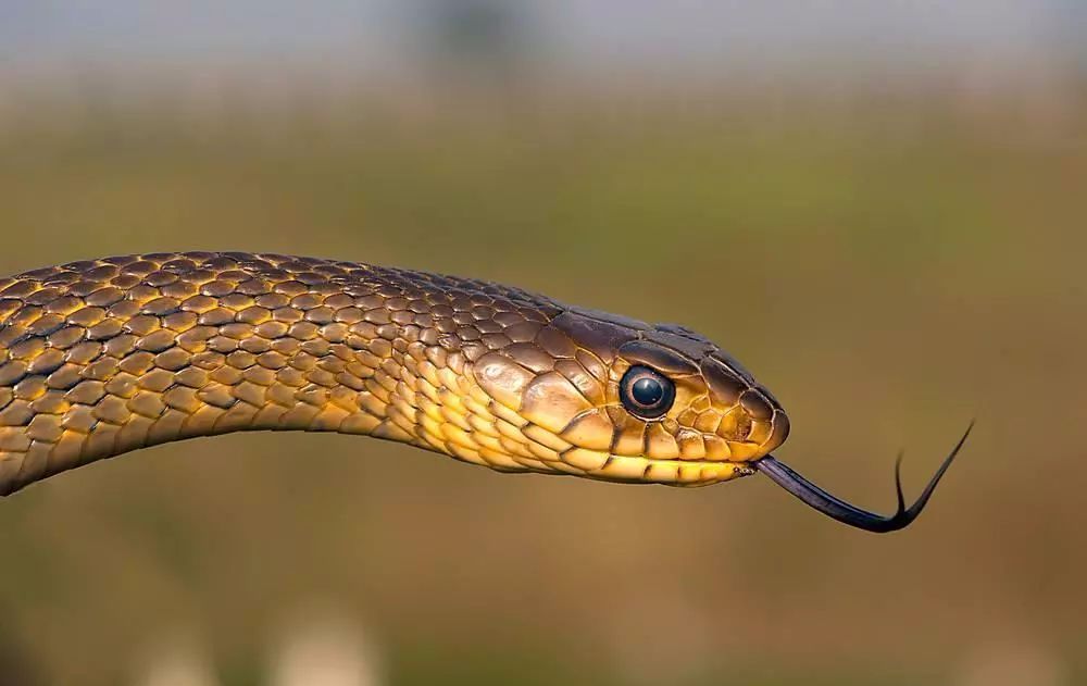 #属蛇#苦命蛇，你恐怕有“麻烦事”缠身，还不“警惕”吗？