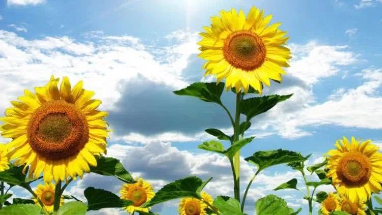 吉星▲6月下旬开始吉星高照，横财不止位数，幸福伴身边的四大属相