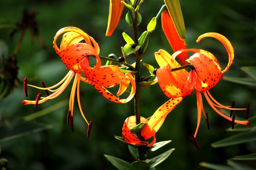 生肖@7月中之前，情缘不断，旧情复燃，牵手旧爱的4大生肖