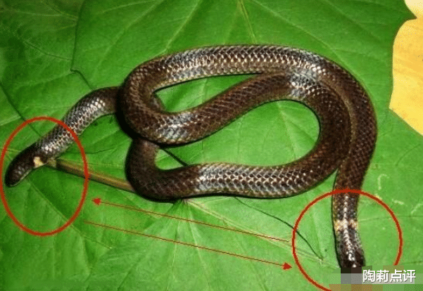 |长着“两个头”的蛇类——双头蛇,看上去可怕,却是个“战五渣”
