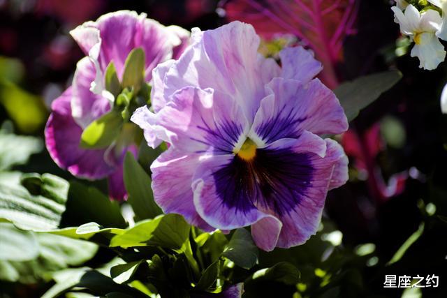 生肖|在8月份，顺其自然，得失有度，众望所归的三大星座