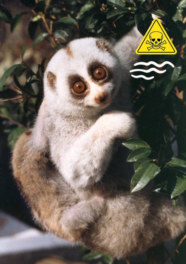 「蜘蛛」难得一见的10种动物，倒数第二种，竟然是跨越种族的同居生活！