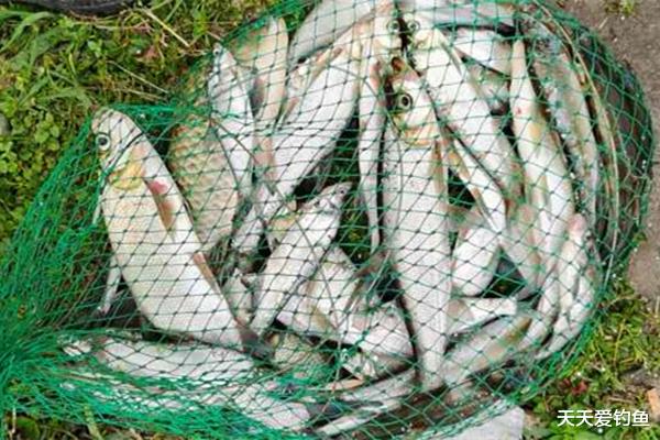 @夏季手竿钓翘嘴，钓组搭配和垂钓要点，飞铅钓是不二选择！