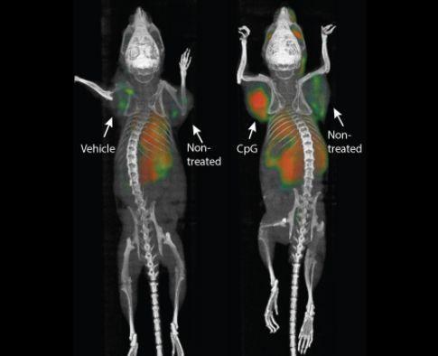 癌细胞|科学家发明一款“癌症疫苗”，一针下去，小鼠全身的癌细胞消失了