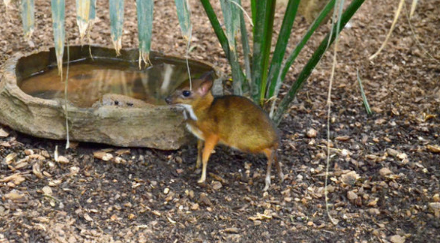 『科学家』科学家发现新物种，既像老鼠又像鹿，如今处在灭绝边缘