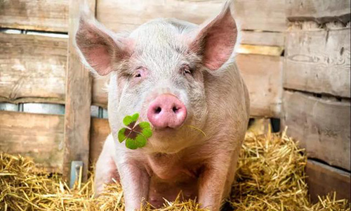 「」25万吨的猪肉马上“进场”,年内第12次,“十元时代”或在这时候