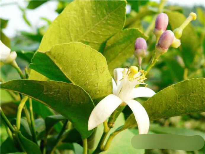 生肖|夫妻俩有此生肖,七月底财运飙升,贵人指点,生活一顺百顺