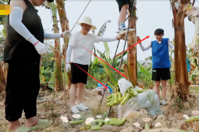 『何炅』向往4：香蕉砸地上，何炅首次一言不发没救场，谁注意郭麒麟咋摘的？