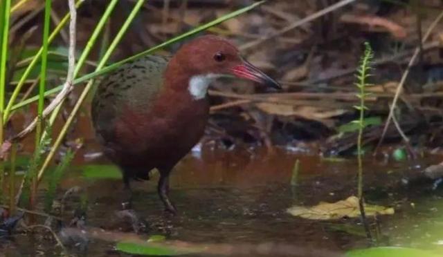 |灭绝3万年的生物再现，不止一例，为何已灭绝的生物会再次出现？