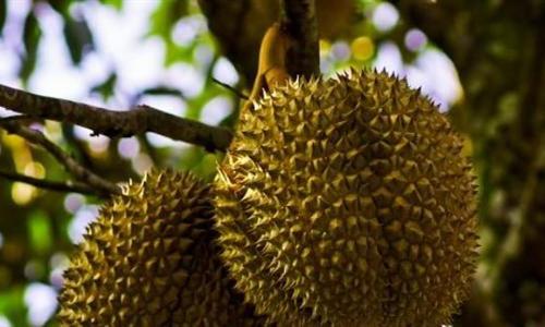 「榴莲」买泰国的“露肉”榴莲，导游多次给我暗示我不听，结账后傻眼了！