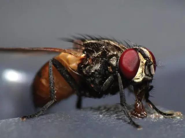 「神经外科」苍蝇的生物习性及危害