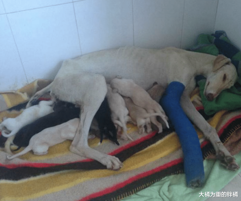 流浪狗被女子所救，它带伤“引导”女子回家，10只小狗也有幸被救