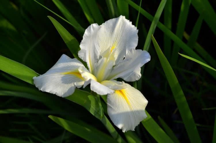 运势|10月下旬开始运势飙升，横财遍地，福禄有余的四大属相