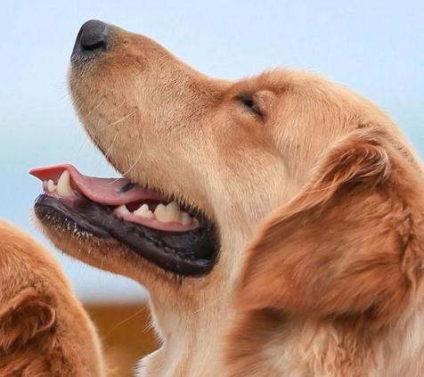 新手必看！想买狗狗不会挑？记住这七点，让你成为宠物专家。