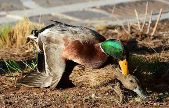 使命|为何公鸭交配的时候要“踩着”母鸭，学者道出原因，看完长见识