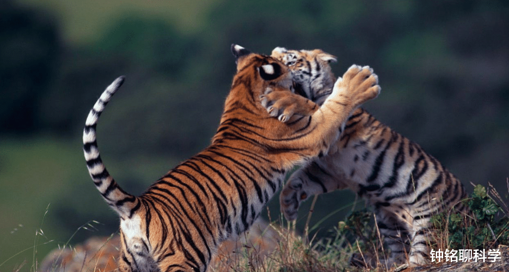 兔子■世界上真的有龙吗？它会不会生活在深海中才没被人类发现？