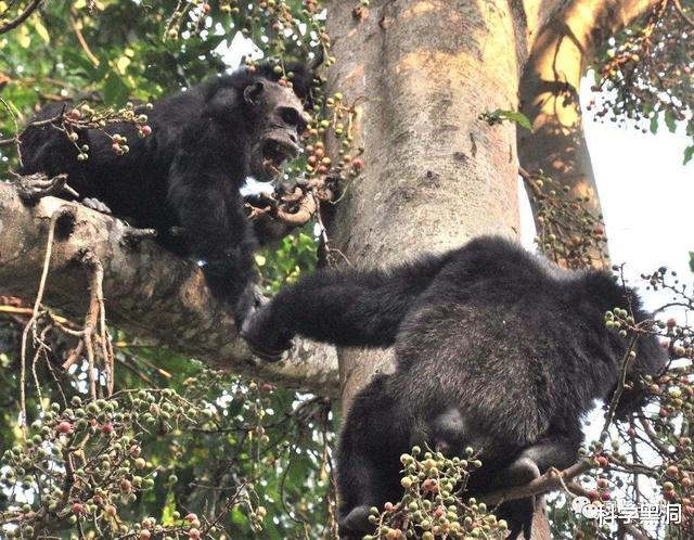 黑猩猩|一场蓄谋已久的“战争”,让科学家认识到黑猩猩不为人知的一面