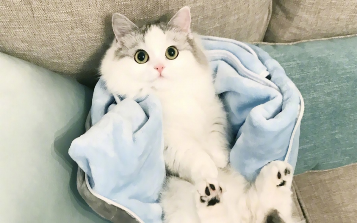 猫咪是否能吃人吃的维生素吗？